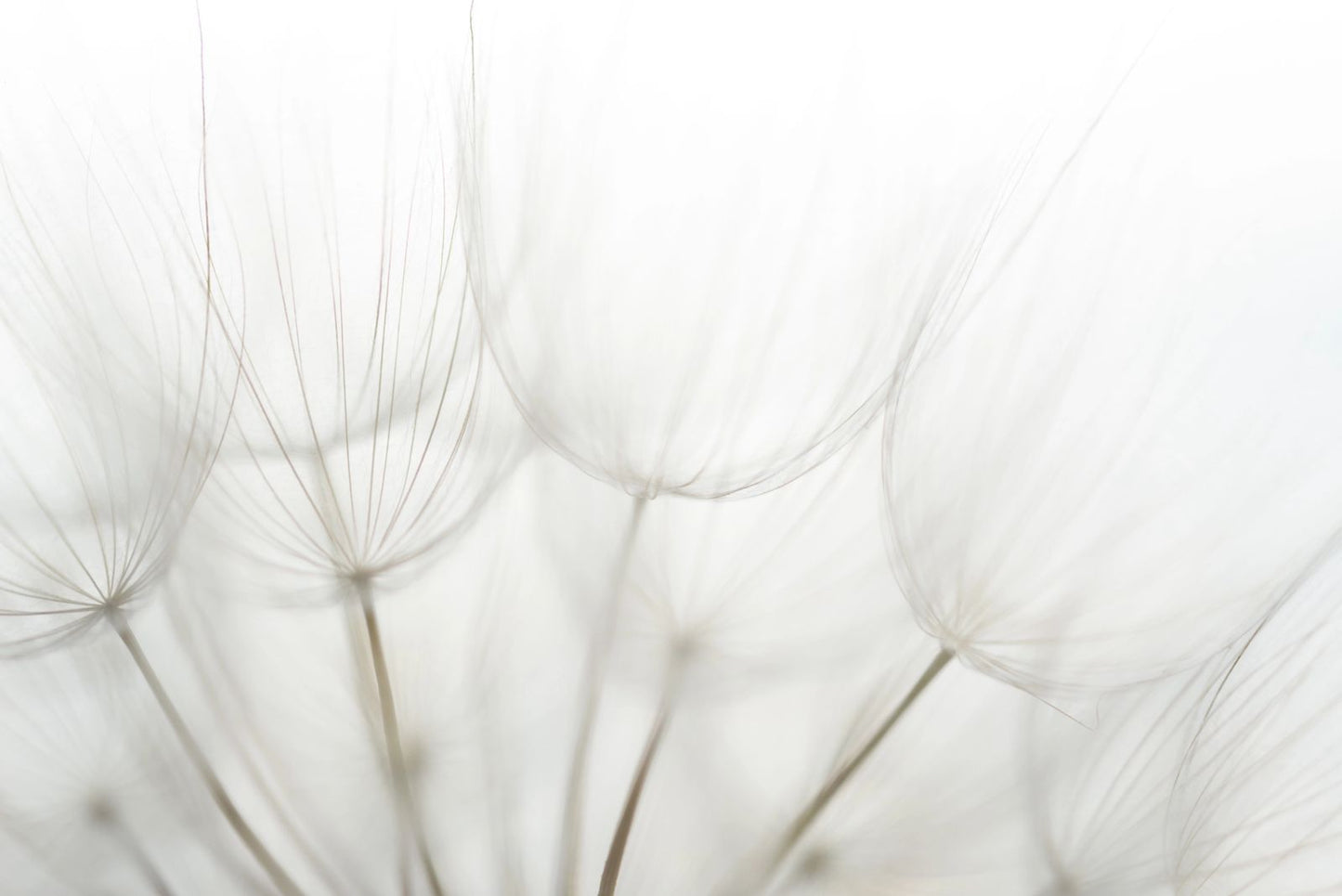 Dandelion Round Material Tablecloth