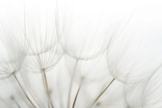 Dandelion Round Material Tablecloth