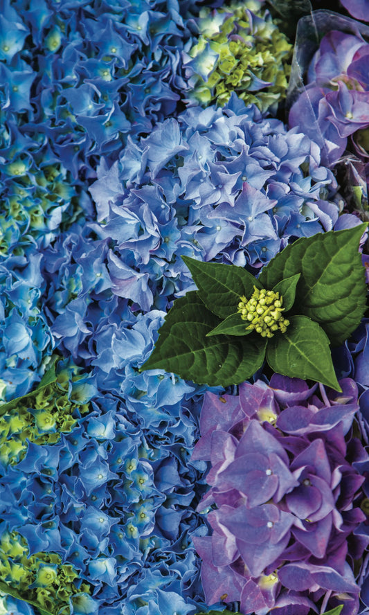 Purple Hydrangeas Round Material Tablecloth