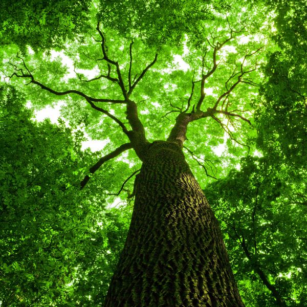 Forest Tree Sukkah Walls