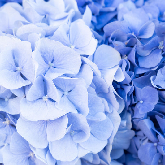 Blue Hydrangeas Material Tablecloth