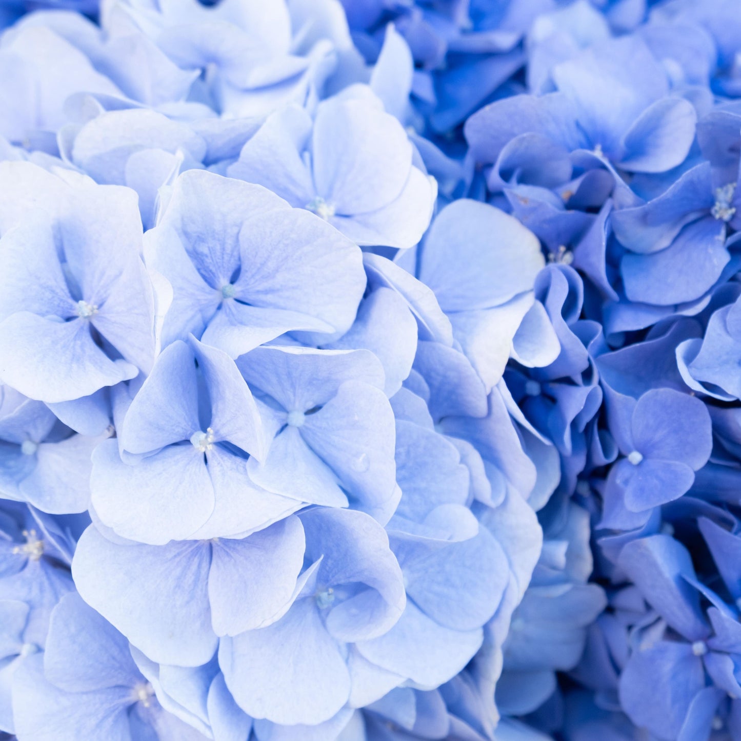 Blue Hydrangeas Vinyl Tablecloth